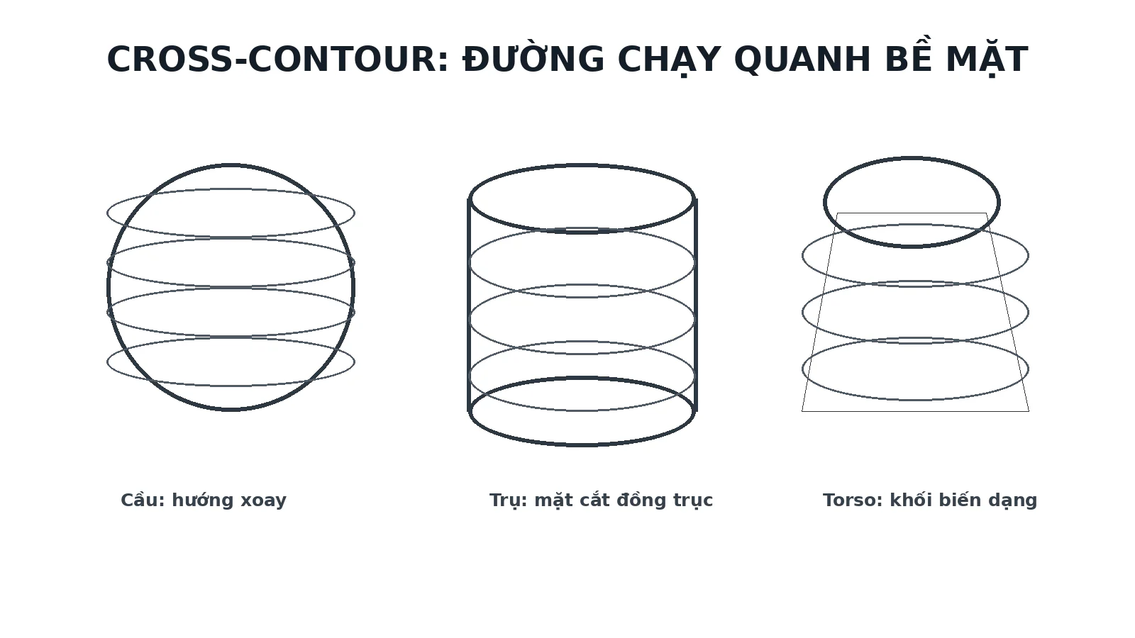 Cross-contour chạy quanh khối cầu, hình trụ và torso để thể hiện hướng xoay của bề mặt.