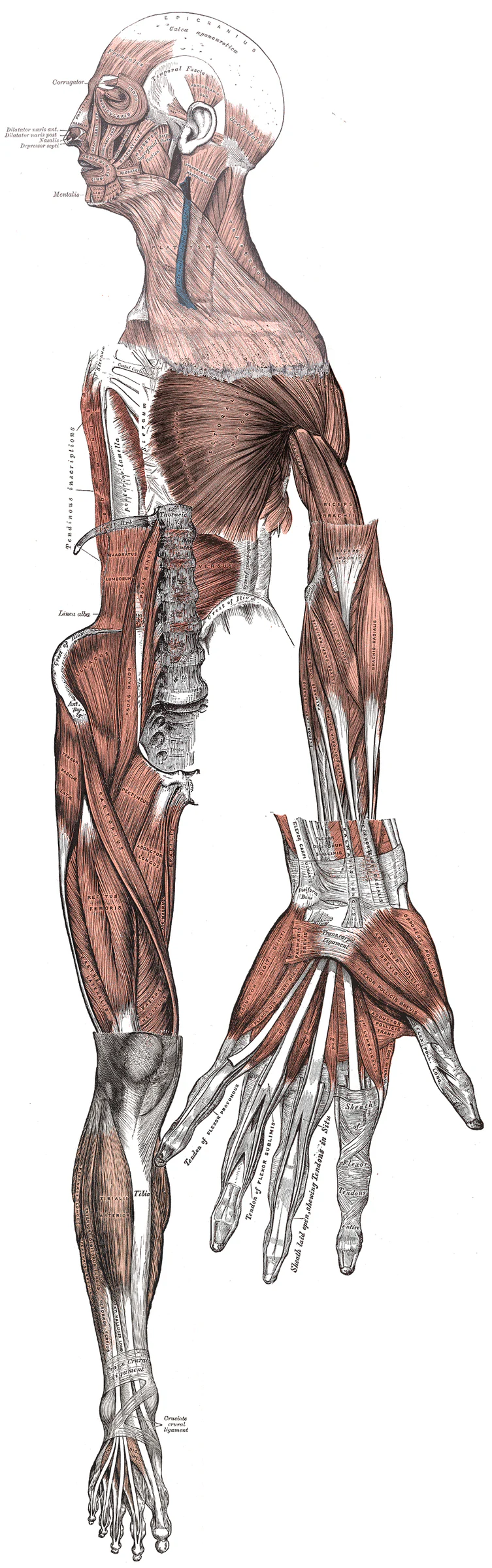 Bản giải phẫu nhóm cơ mặt trước thân người và các mốc nối torso