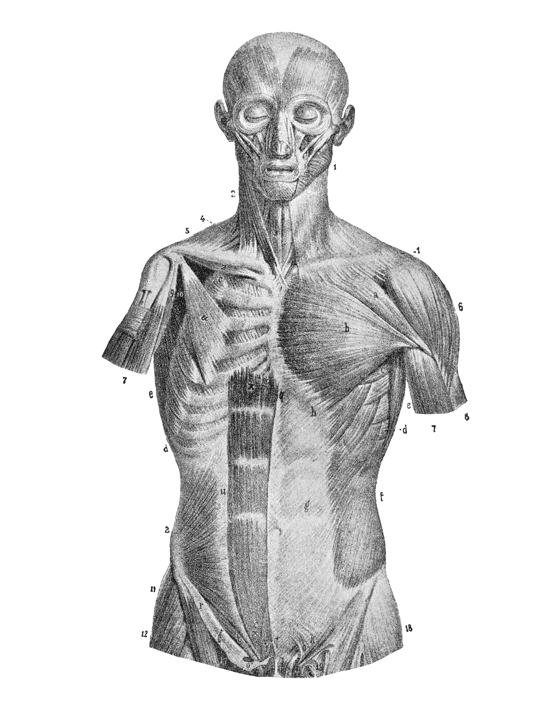 Cách Vẽ Torso Nhân Vật Có Cấu Trúc: Lồng Ngực, Xương Chậu Và Khớp Vai