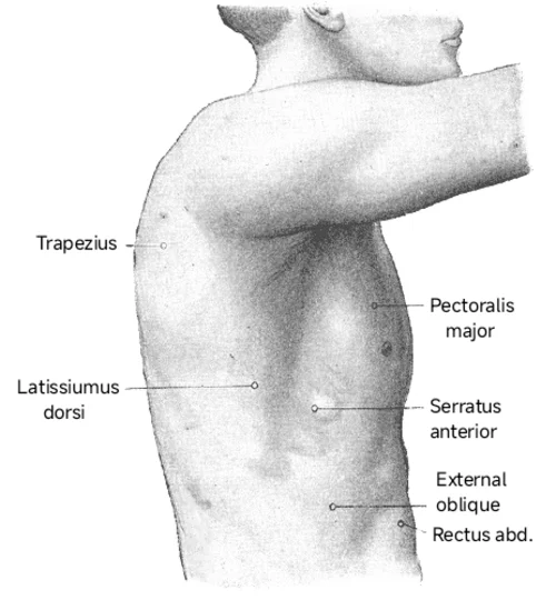 Mặt bên torso với cơ ngực lớn, cơ răng trước và cơ chéo bụng ngoài