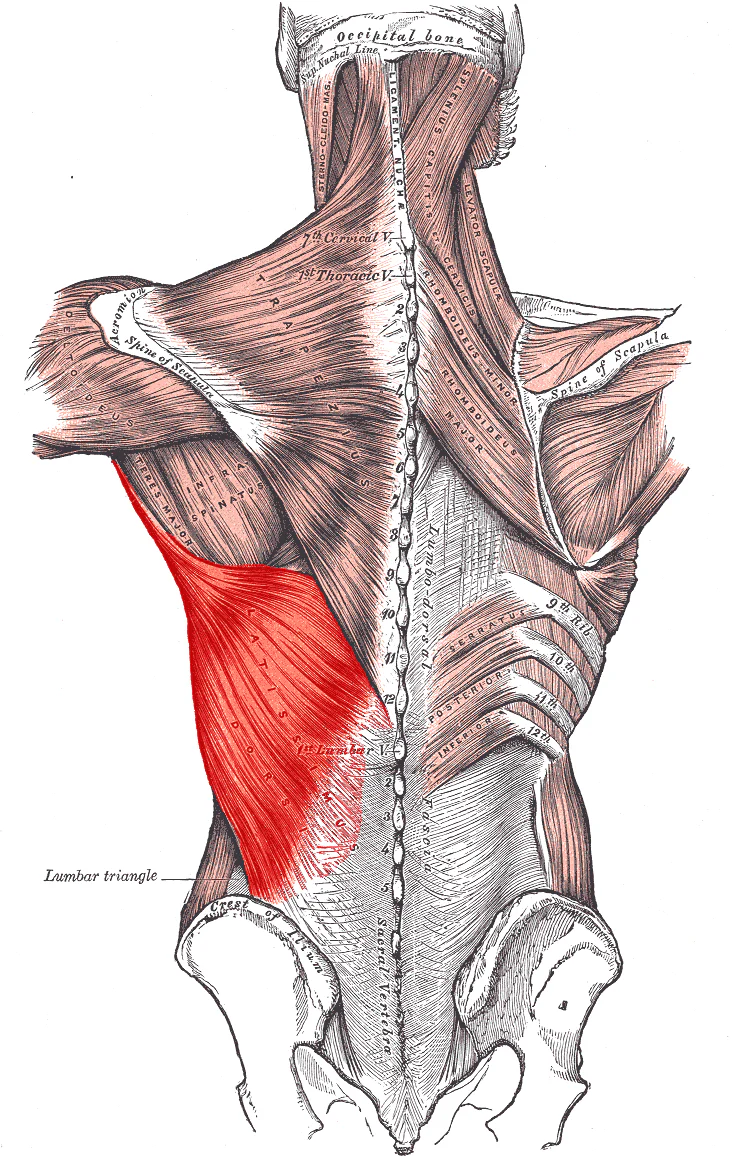 Cơ lưng rộng được đánh dấu trên mặt sau torso