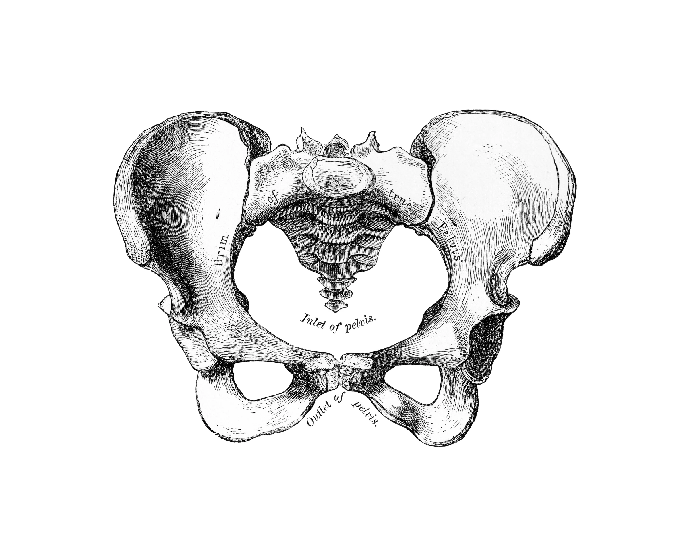Bản giải phẫu xương chậu nhìn chính diện để dựng khối pelvis