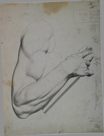 Bargue bent arm study for observing mass overlap and stroke rhythm
