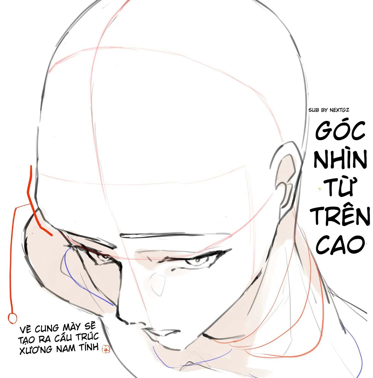 Tổng quan bản dựng khuôn mặt nam góc nhìn từ trên cao với khối sọ, mắt, tai, hàm và cổ.