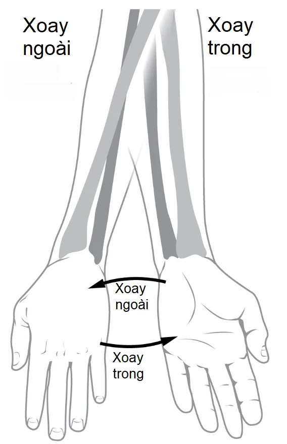 Cẳng tay ở tư thế sấp và ngửa