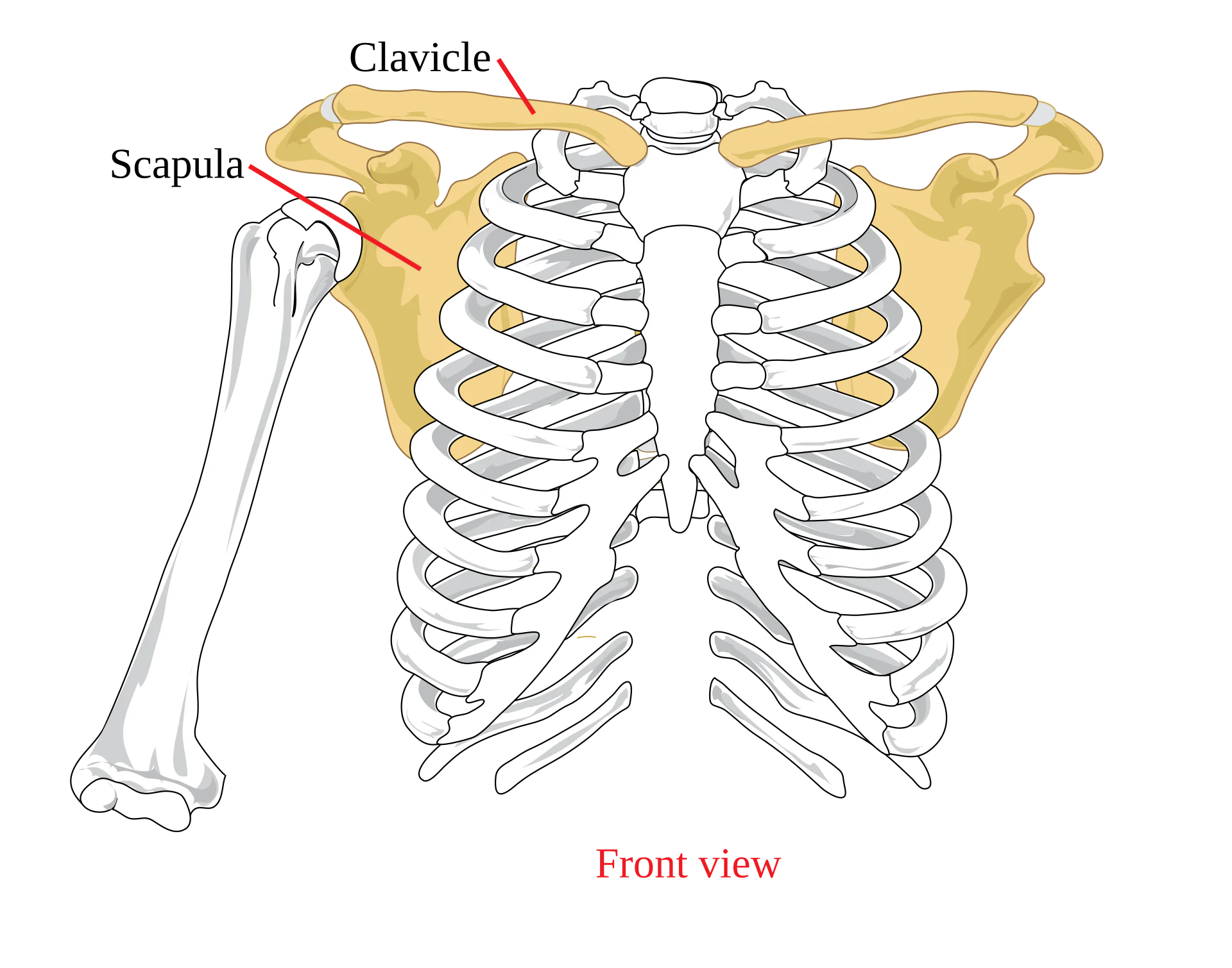 Sơ đồ đai vai nhìn từ trước cho thấy xương đòn, xương bả vai và đầu trên xương cánh tay