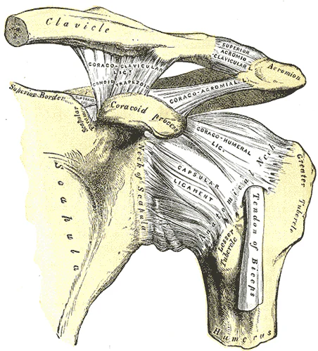 Sơ đồ dây chằng và khớp vùng vai trong Gray's Anatomy