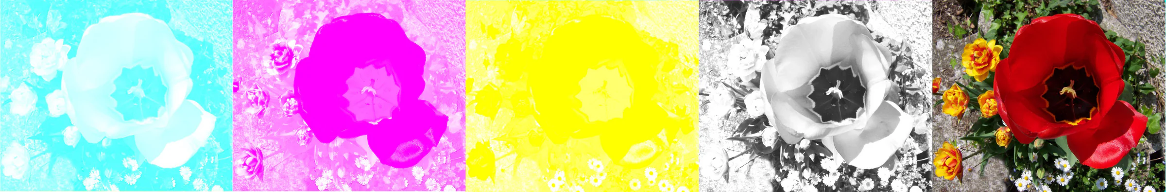 Bốn dải mực cyan magenta yellow và black hợp thành ảnh in màu