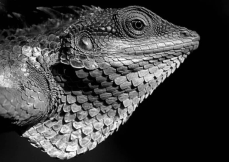 Ảnh xử lý Gaussian Blur trong quy trình Canny edge detection, minh họa việc làm sạch nhiễu trước khi xác định biên